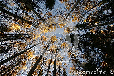 Colorful trees and sky Stock Photo