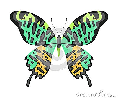 Colorful Tropical Butterfly, Beautiful Flying Insect Decorative Element Vector Illustration Vector Illustration