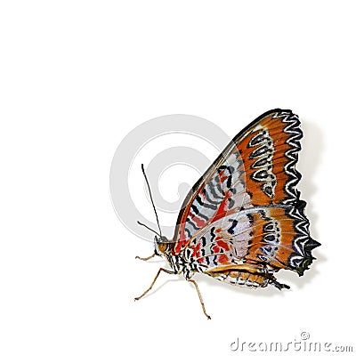 Colorful tropical butterfly isolated Stock Photo