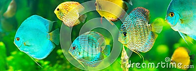 Colorful tropical discus fish Stock Photo