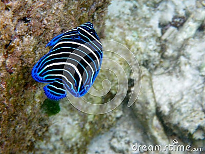 Colorful tropical fish Stock Photo