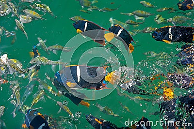 Colorful tropical fish Stock Photo