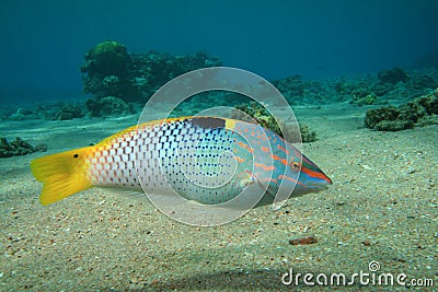Colorful Tropical Fish Stock Photo