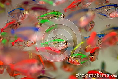 Colorful tropical fish Stock Photo