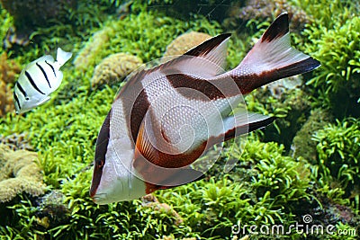 Colorful tropical fish Stock Photo