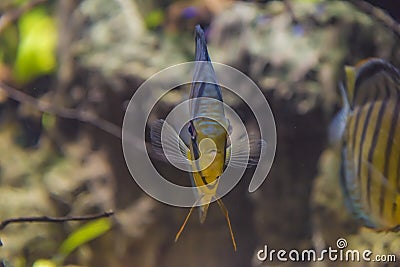 Colorful tropical fish Stock Photo