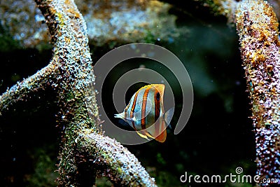 Colorful tropical fishes and coralls underwater Stock Photo