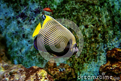 Colorful tropical fishes and coralls underwater Stock Photo