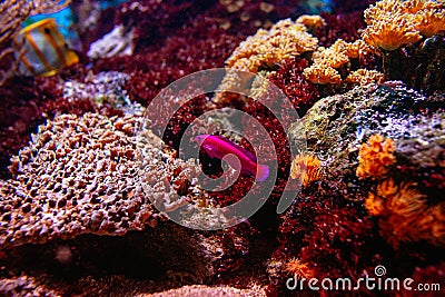 Colorful tropical fishes and coralls underwater Stock Photo