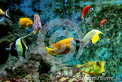 Colorful tropical fishes and coralls underwater Stock Photo