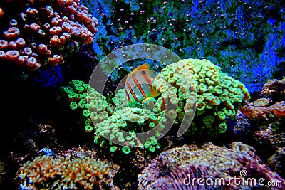 Colorful tropical fishes and coralls underwater Stock Photo