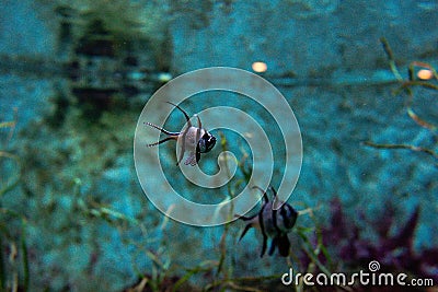 Colorful tropical fishes and coralls underwater Stock Photo