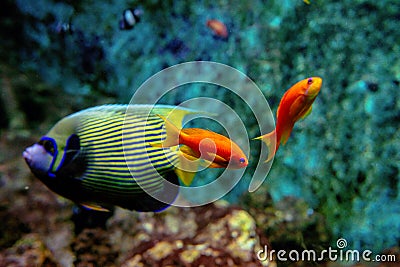 Colorful tropical fishes and coralls underwater Stock Photo