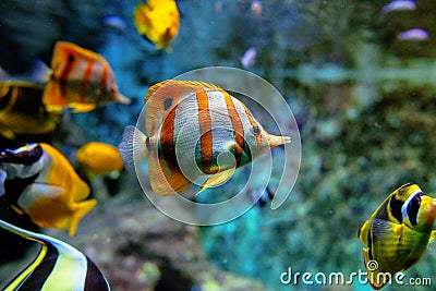 Colorful tropical fishes and coralls underwater Stock Photo