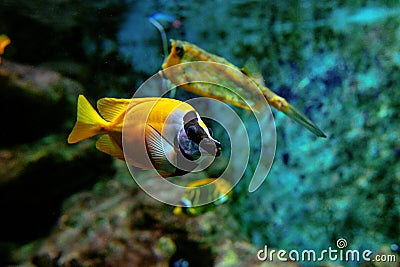 Colorful tropical fishes and coralls underwater Stock Photo