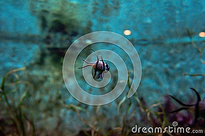 Colorful tropical fishes and coralls underwater Stock Photo