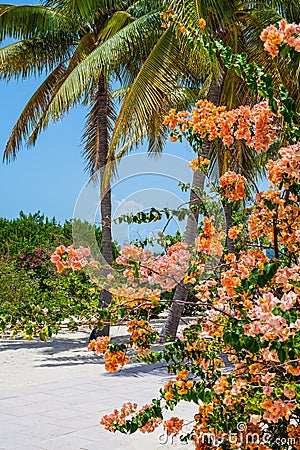 Palm Trees and Tropical Flowers Stock Photo