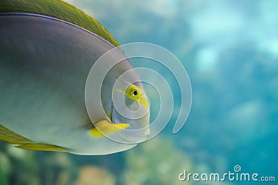 Colorful Tropical Hawaiian Pacific Fish Stock Photo