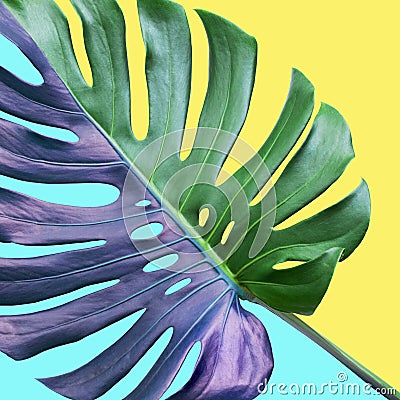 Colorful of tropical monstera leaves on pastel background.Nature and holiday summer concepts Stock Photo