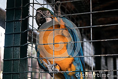 Colorful true parrot in a cage at zoological garden. Keeping wild birds and animals prisoners in zoo for tourist entertainment. Stock Photo