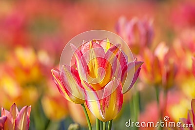 Colorful tulip field orange in botany garden Stock Photo