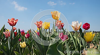 Colorful tulip field outdoors, blue sky with copy space Stock Photo