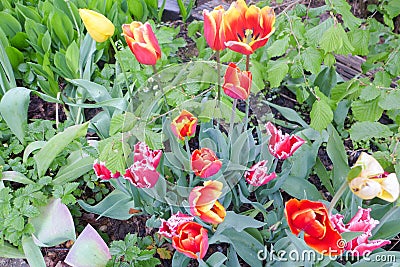 Colorful tulip field Stock Photo
