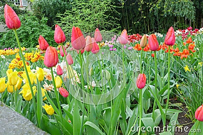 Colorful tulip field Stock Photo