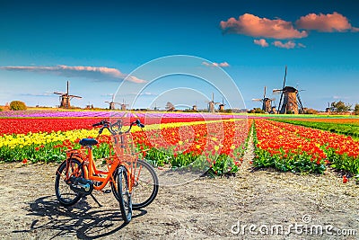 Colorful tulip fields, bicycles and traditional dutch windmills, Kinderdijk, Netherlands Stock Photo