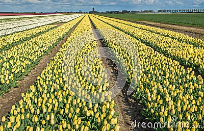 Colorful tulip fields in springtime Stock Photo