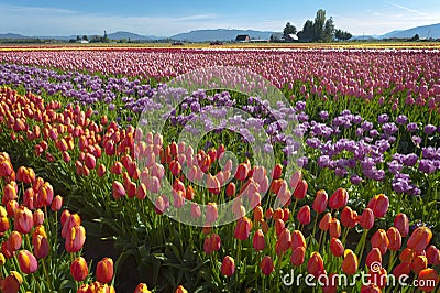 Colorful Tulip Fields Stock Photo