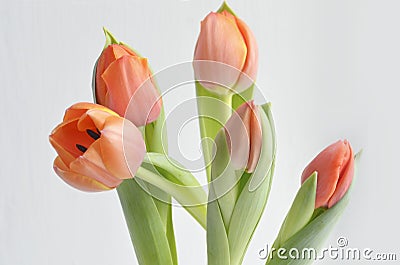 Colorful tulip flowers background Stock Photo