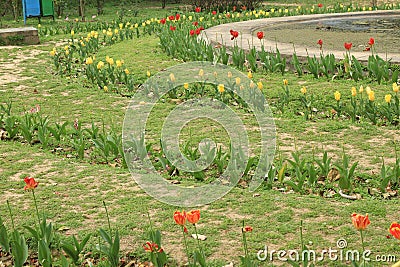 Colorful tulip flowers in Lodi Gardens Stock Photo