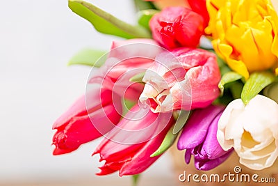 Colorful tulip flowers and mimosa bush in basket as greeting card. Mothersday or spring concept Stock Photo