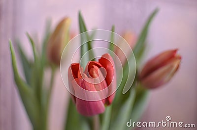 Colorful tulip flowers pink background Stock Photo