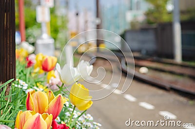 Colorful tulip and tiny flower in soft focus. Stock Photo