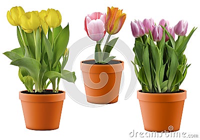 Colorful Tulips Stock Photo