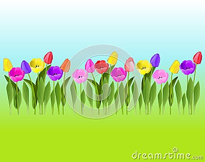 Colorful tulips on a background of sky and grass. Vector Illustration