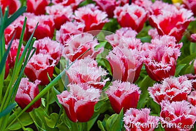 Colorful tulips. Beautiful spring flowers. Spring landscape Stock Photo