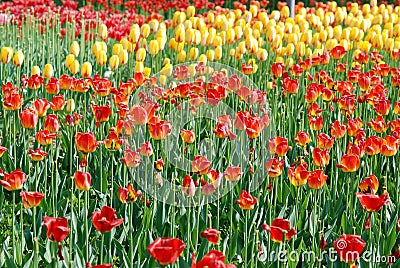 2019111401ï¼šColorful tulips in the botanical garden Editorial Stock Photo