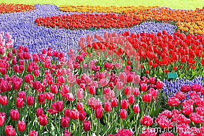 Colorful Tulips Garden Patchwork Stock Photo