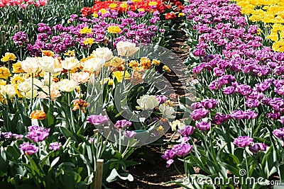 Colorful tulips in the garden. Sunny day Stock Photo