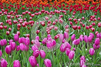 Colorful tulips in the park Stock Photo