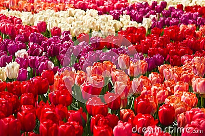 Colorful tulips in spring background Stock Photo