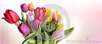 Colorful tulips on tender pink background Stock Photo