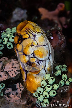 Colorful Tunicates Stock Photo