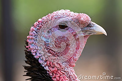 colorful turkey portrait over green out of focus background Stock Photo