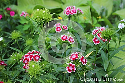 Colorful Turkish carnation, summer red, pink, scarlet, small flo Stock Photo