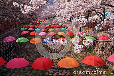 Cherry blossom festival in Jinhae Stock Photo