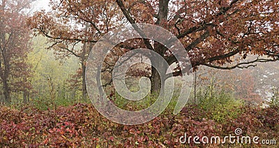 Autumn colors deep in midwest forest Stock Photo